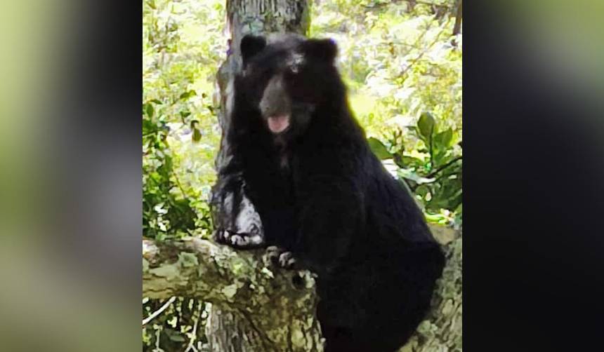 Video: Graban a un oso jucumari balanceándose en un árbol en un área protegida de La Paz