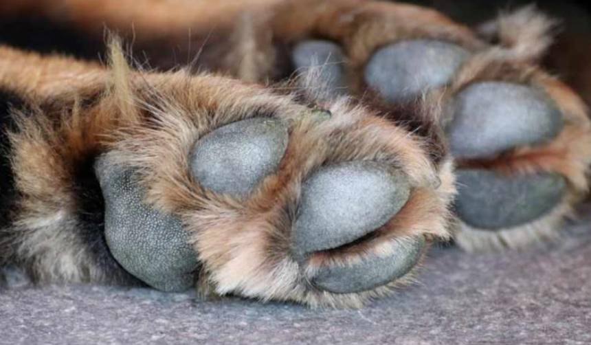 Fiscalía abre investigación por biocidio tras confirmarse venta de carne de perro en El Alto durante los bloqueos