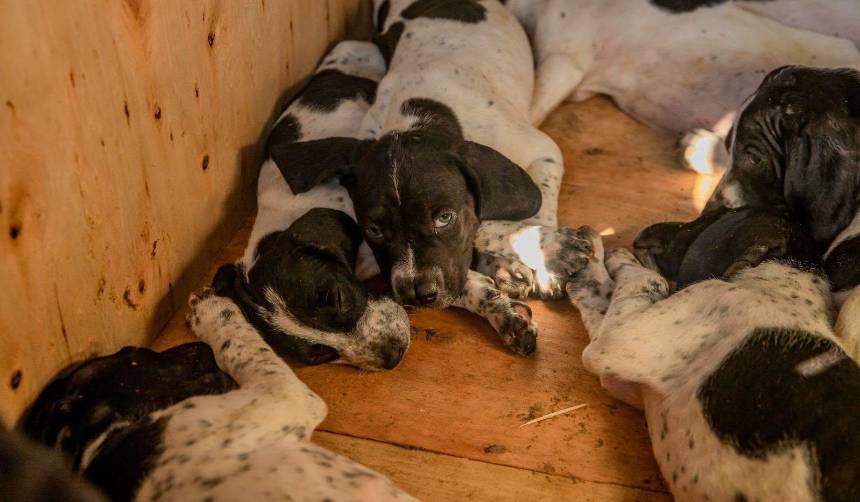 “No iban a llegar vivos”: Rescatan en Cochabamba a 12 cachorros hacinados en una caja rumbo a Santa Cruz