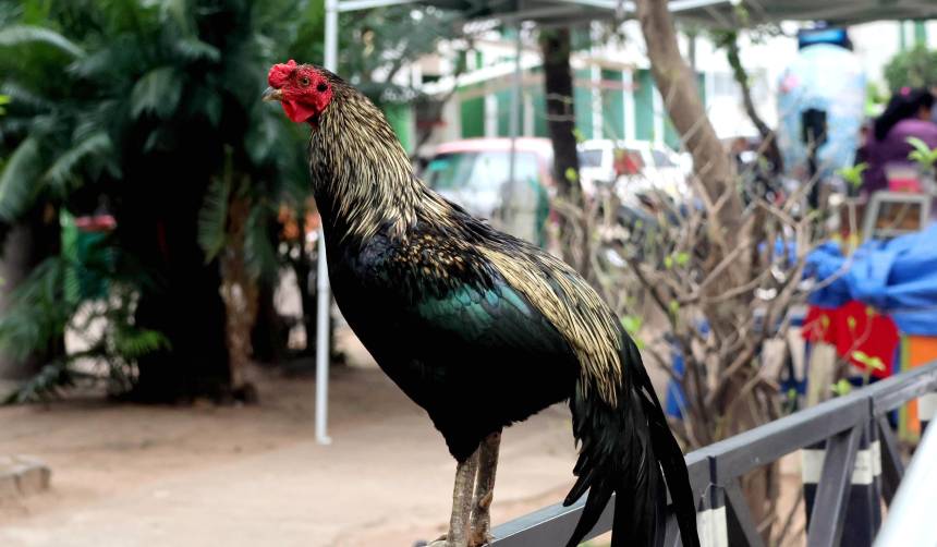 Martín, el gallo que vive en la puerta del Hospital Oncológico de Santa Cruz tras la muerte de su dueño