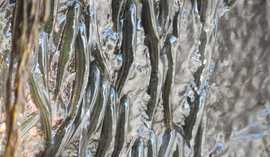 ¡Insólito! Graban a peces fuera del agua y trepando una cascada en contracorriente