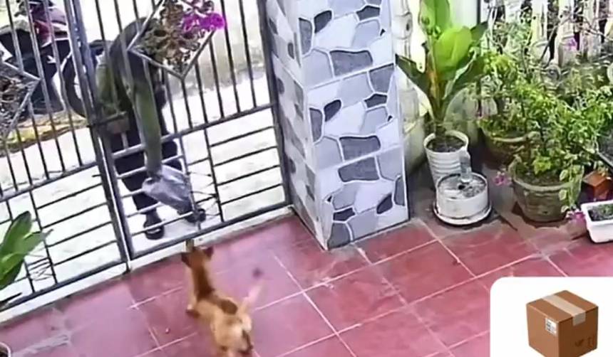 Perrito sorprende por su habilidad para recibir el correo