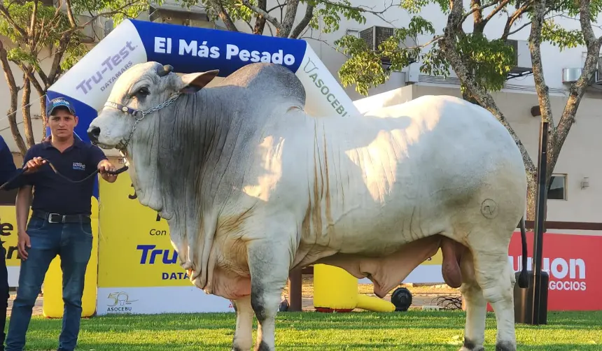 Teo FIV, el toro más pesado de Expocruz 2025 con 1.275 kilos 