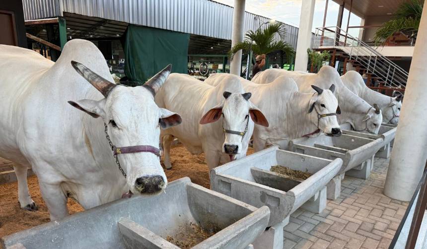 Arranca la Expocruz: Estas son las cinco claves que debes conocer para visitar la feria