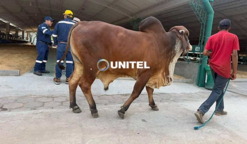 Comienza el ingreso de ganado al campo ferial a nueve días del inicio de la Expocruz