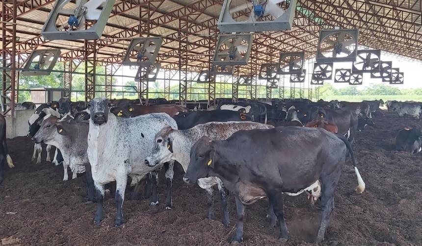 Productores de leche exigen abrogar el decreto del diésel: “Esto le va a traer muchos problemas al Gobierno”