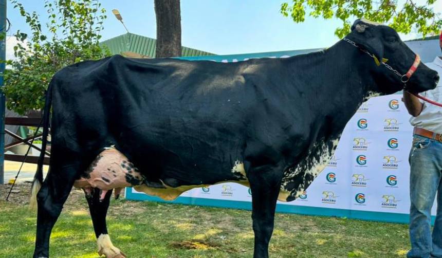 La vaca más lechera de Expocruz 2025 es Catalina FIV y produjo en promedio 91,2 kilos por día