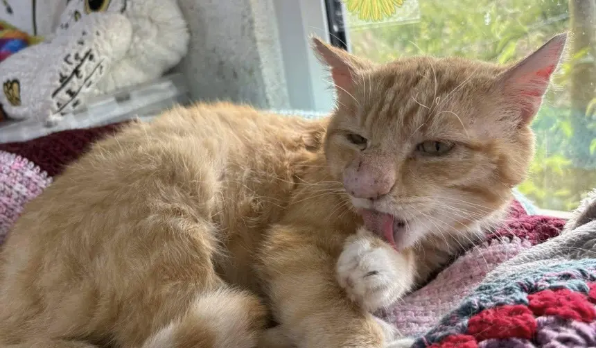 Barney Bubbles, el gato “narizón” que se volvió viral por su peculiar nariz y su conmovedora historia