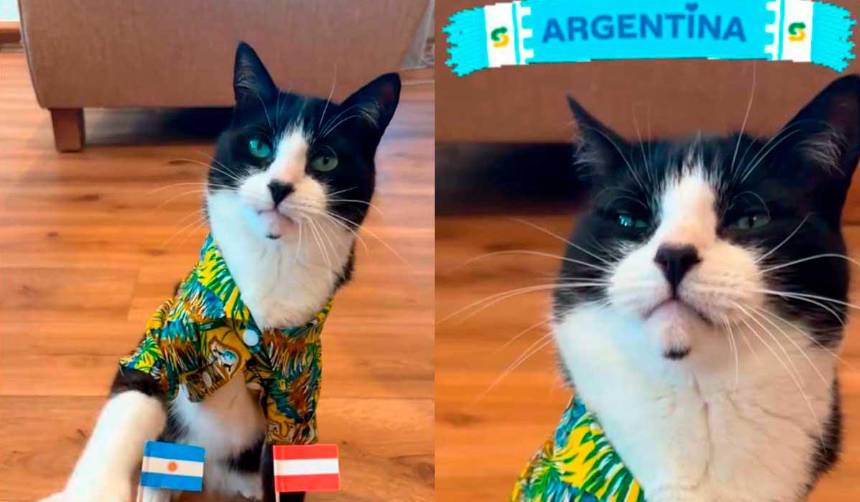 Billy, el gato pronosticador: Ya acertó en resultados de 21 partidos del Mundial 