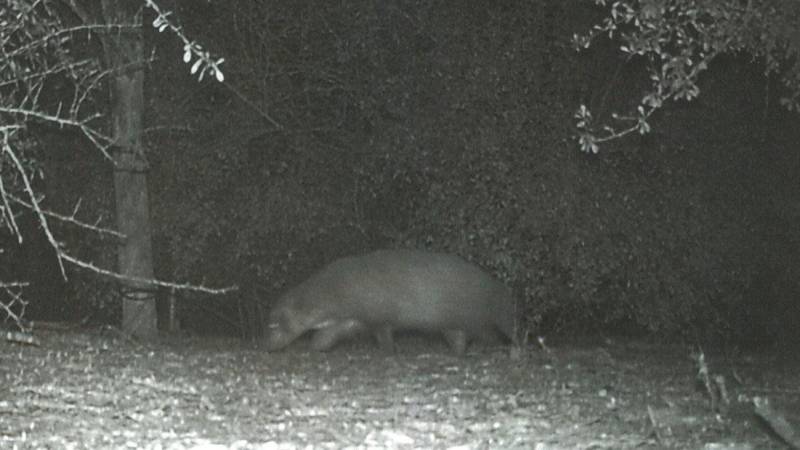 La extraña criatura que expertos de un parque encontraron 