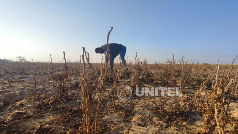 El sector viene arrastrando pérdidas desde la pasada campaña debido a la sequía y otros factores que golpean la labor agrícola