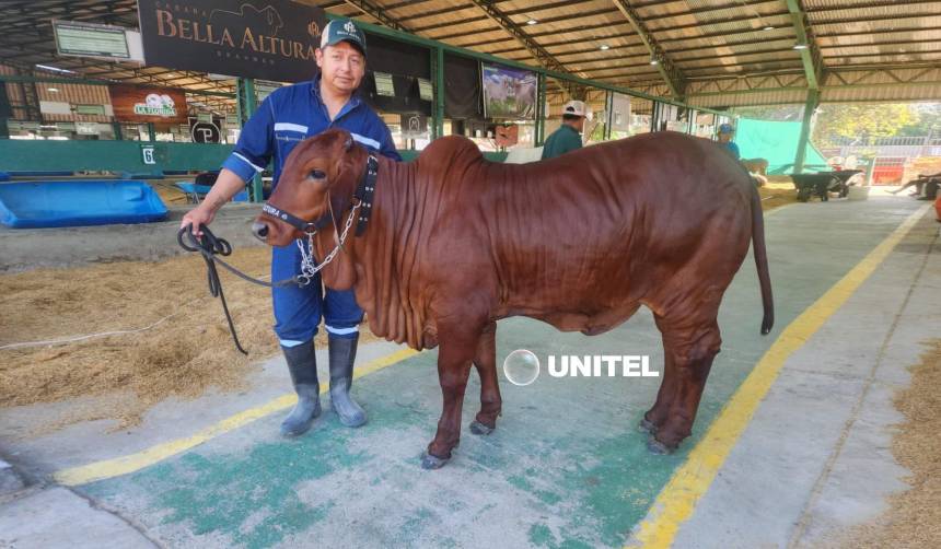 El peculiar color ‘rojo cereza’ de una vaca Brahman se roba las miradas en Expocruz 2026