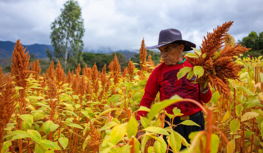 Santa Cruz producirá amaranto, con un nuevo proceso de tropicalización