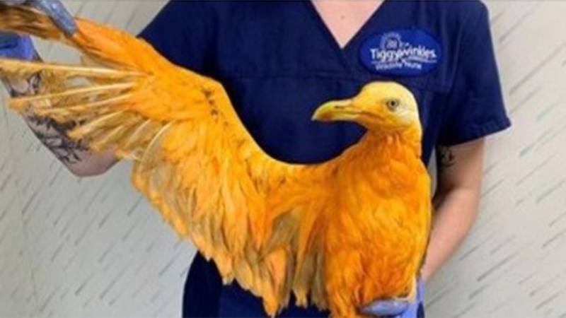 Una supuesta ave exótica fue llevada a un refugio 