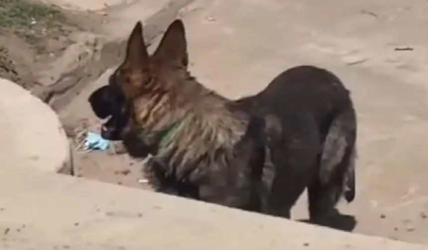 Hallazgo: Un perro volvió a la casa de su dueña con una bolsa con posibles restos humanos