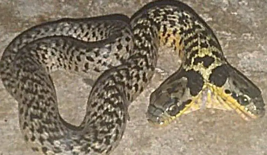 Video: Encuentran con vida a una serpiente con dos cabezas en Bolivia