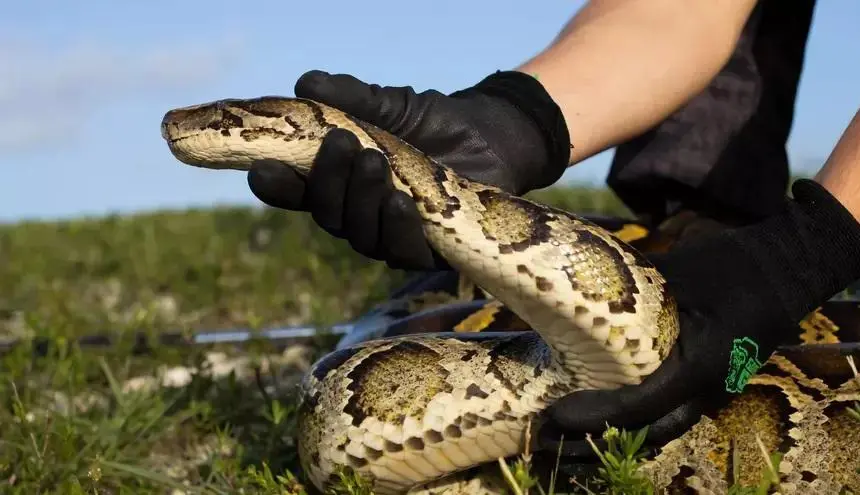 Estados Unidos: Florida combate una invasión de pitones birmanas con conejos robots