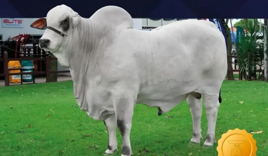 Agropecruz 2026: Satoshi FIV Sausalito se corona como el más pesado de la raza Nelore Mocho