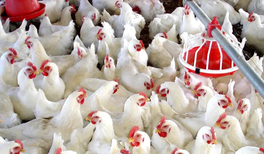Impedidos de llegar a occidente, avicultores venden pollo por debajo del costo de producción en Santa Cruz