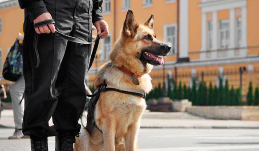 ¡Gracias por tanto, héroe peludo! Indy, el perro policía, se retira tras nueve años de valentía y servicio ejemplar