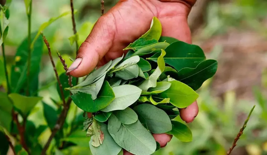 La OMS mantiene la coca entre sustancias más peligrosas por su fácil conversión en cocaína
