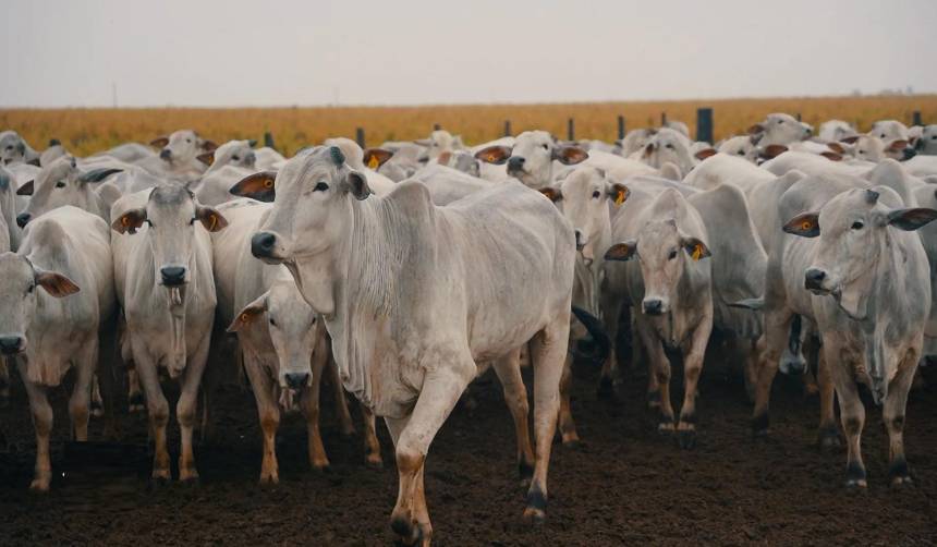 Senasag concluye protocolo sanitario para exportación de cuero boliviano hacia Alemania