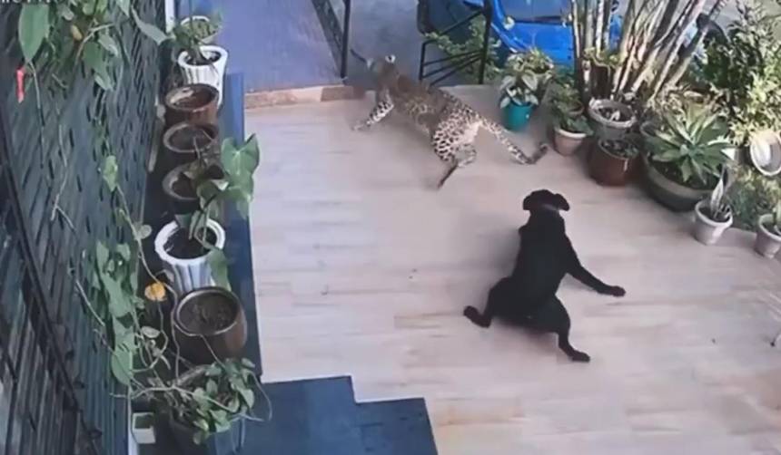 Video: Perrito labrador escapó del feroz ataque de un leopardo