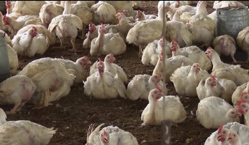 Avicultores: Pese al bajo precio del pollo, en Santa Cruz hay menos demanda