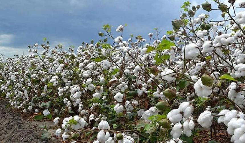 Biotecnología: Productores reportan que el Gobierno autorizó la importación de nuevas variedades de algodón