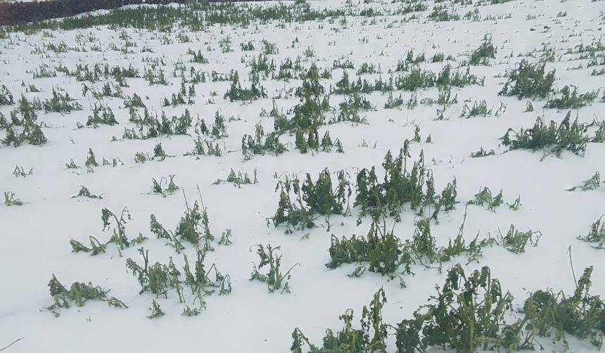 Granizada destruye 288 hectáreas de cultivos agrícolas y frutales en Potosí 