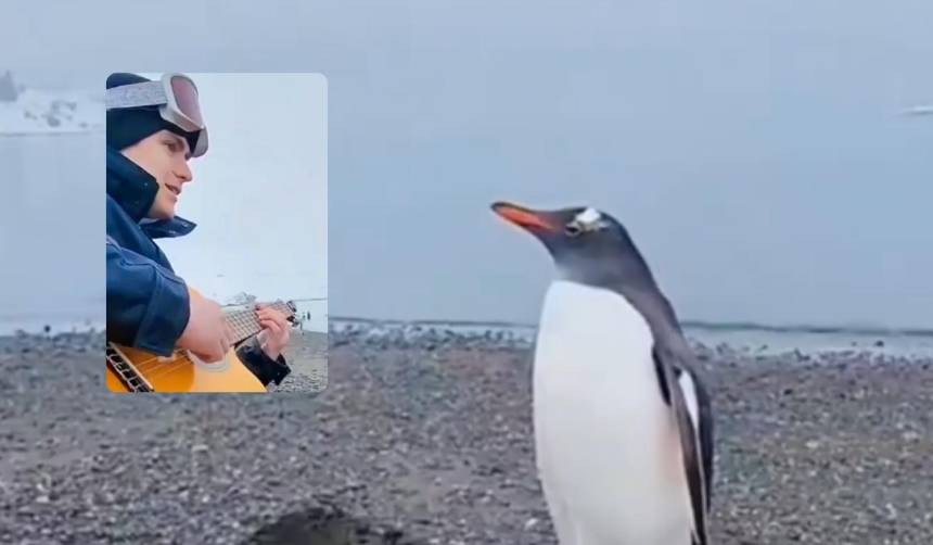 ¡Emocionante! Un joven tocaba su guitarra y un pingüino se detuvo a escucharlo