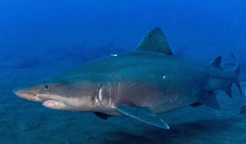 Un español pierde una pierna en su luna de miel tras el ataque de un tiburón