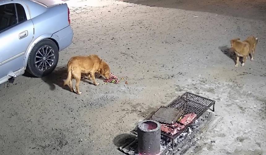 ¡Sin churrasco! Un descuido deja a una familia sin la carne en una parrillada