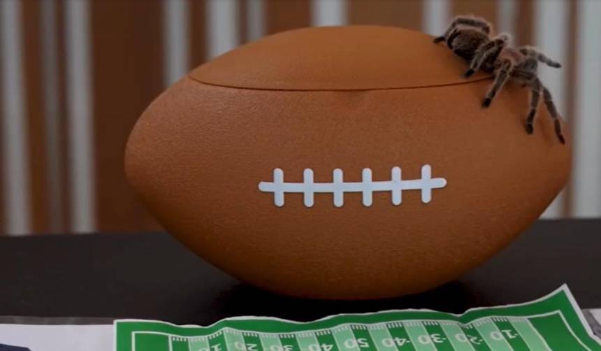 Video: Una tarántula predice el resultado del Super Bowl