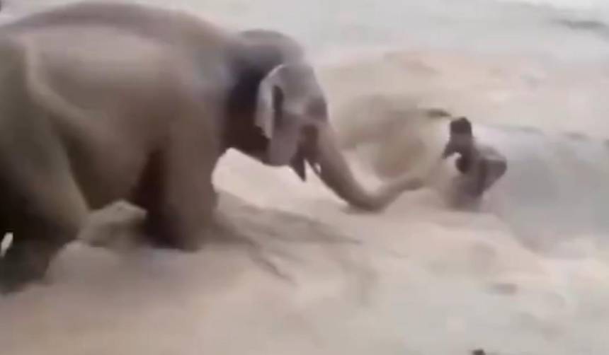 Falso: elefante no salvó a un hombre durante las inundaciones en Nepal