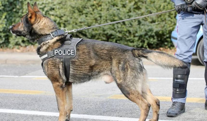 Inicia en EEUU el juicio por la mordedura de un perro policial a un músico mexicano