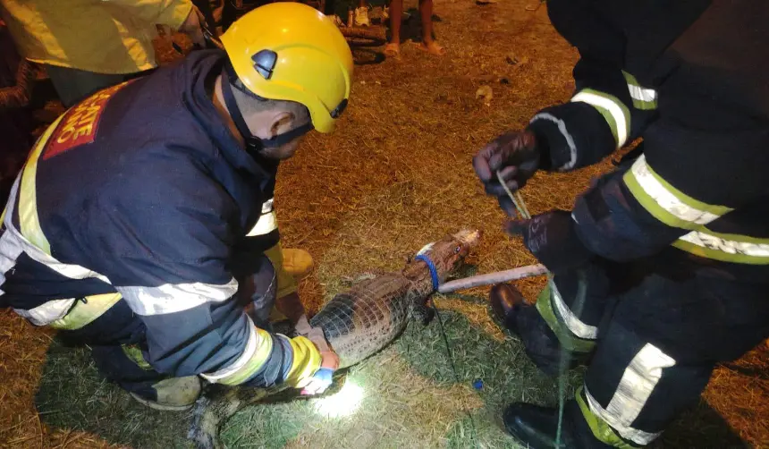Lagarto en la vía pública causa susto en la zona de El Bateón