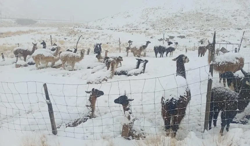 Más de 1.000 camélidos han muerto en Cocapata debido a las intensas nevadas y heladas