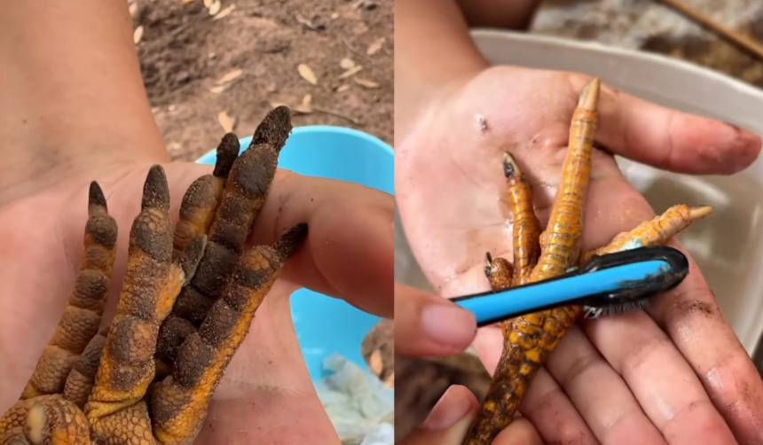 ¡Uñas perfectas! Niña le hace manicure completo a su gallina