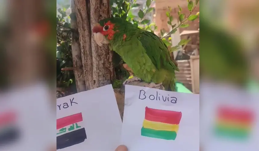 ¿Le acertará? Lorito predice al ganador del partido entre Bolivia e Irak por el Mundial