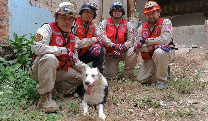 ‘Tsunami’, el perro que fue rescatado del maltrato y ahora salva vidas tras los terremotos en Venezuela