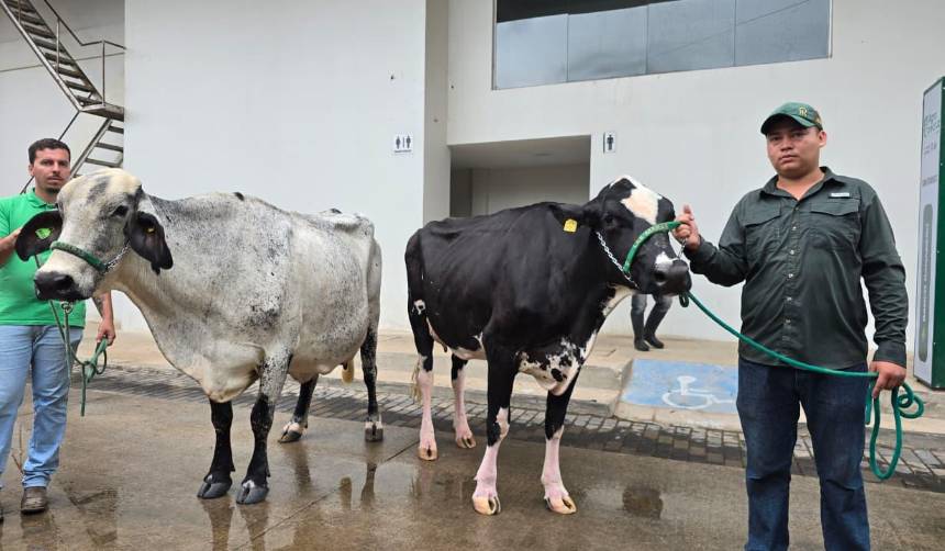 Agropecruz 2026 corona a las campeonas de la producción de leche de las razas Gyr y Girolando