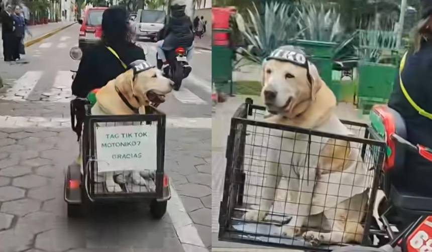 Video: Niko causa furor al recorrer la Plaza 24 de Septiembre en una moto eléctrica