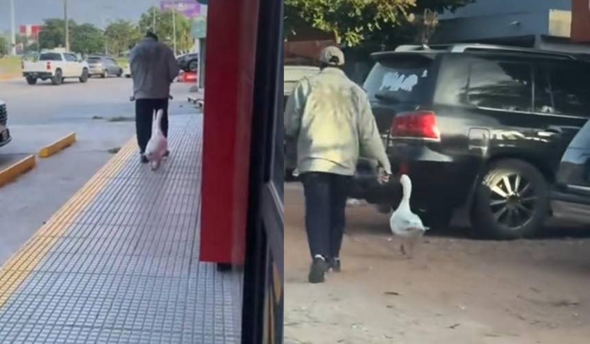 ¡Sorprendente! Un hombre pasea y hace compras acompañado de su ganso en Santa Cruz