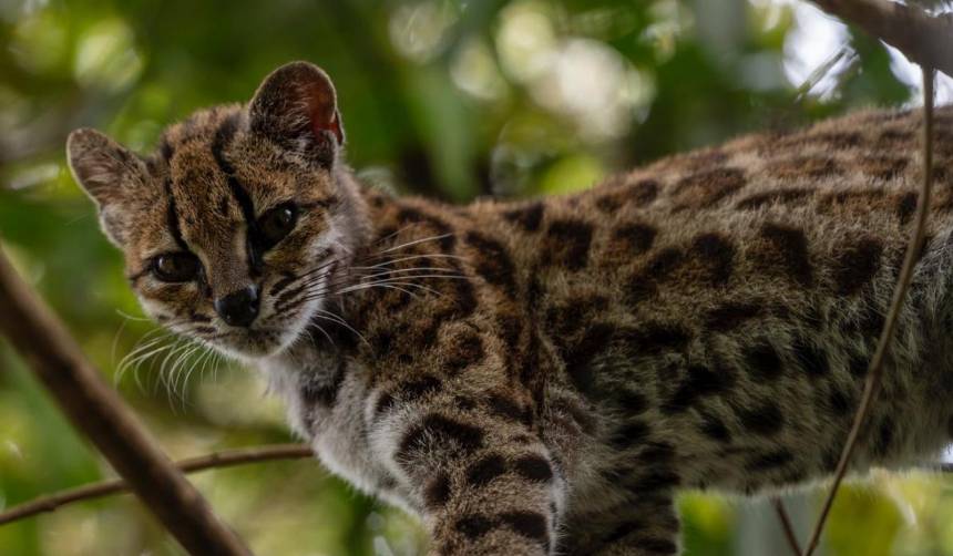 Un tilcayo protegido: Conoce a Tigrino, el felino boliviano que vive en Senda Verde
