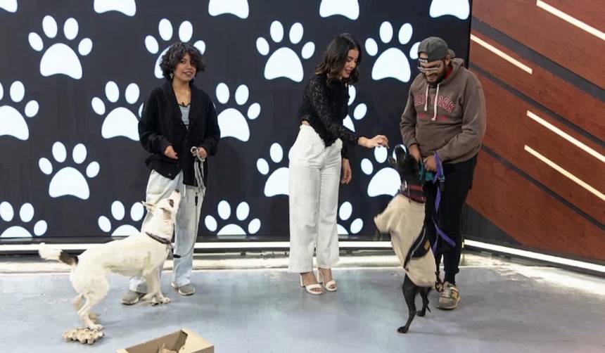 “Crecer juntos”, el taller que enseña a educar perritos con juegos caseros