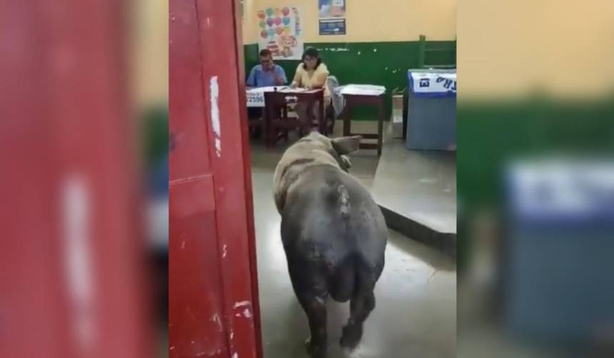 Video insólito: cerdo irrumpe en plena votación en Perú y se vuelve viral en RRSS