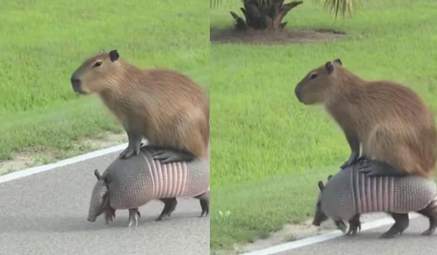 Video: Capiguara de paseo sobre un quirquincho sorprende en las redes