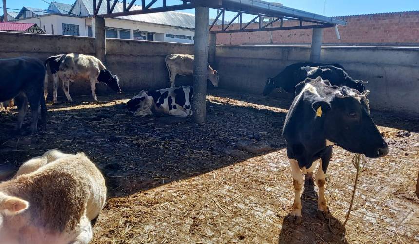Comisan ganado abandonado en el Titicaca y lo entregan al matadero de El Alto para que Emapa comercialice la carne