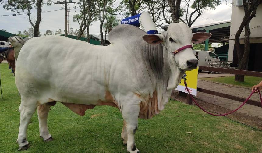 Sylvester es el toro más pesado de la Expocruz 2026